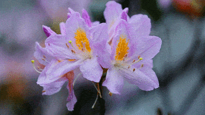 赴一场春暖花开 岁月