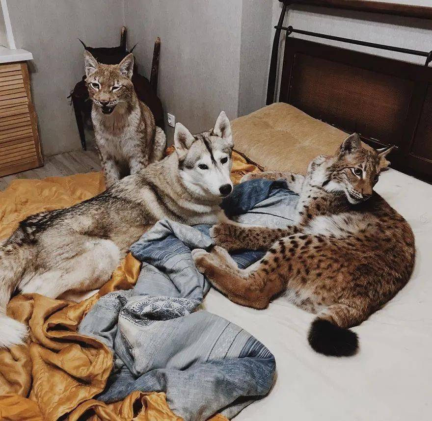 救了2隻山貓交給8隻大傻狗養，結果...這猛獸怎麼狗里狗氣的？ 萌趣萌寵 第27张