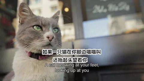 原來，如果貓在你腳邊喵喵叫，還抬起頭望著你，那就是... 萌趣萌寵 第1张