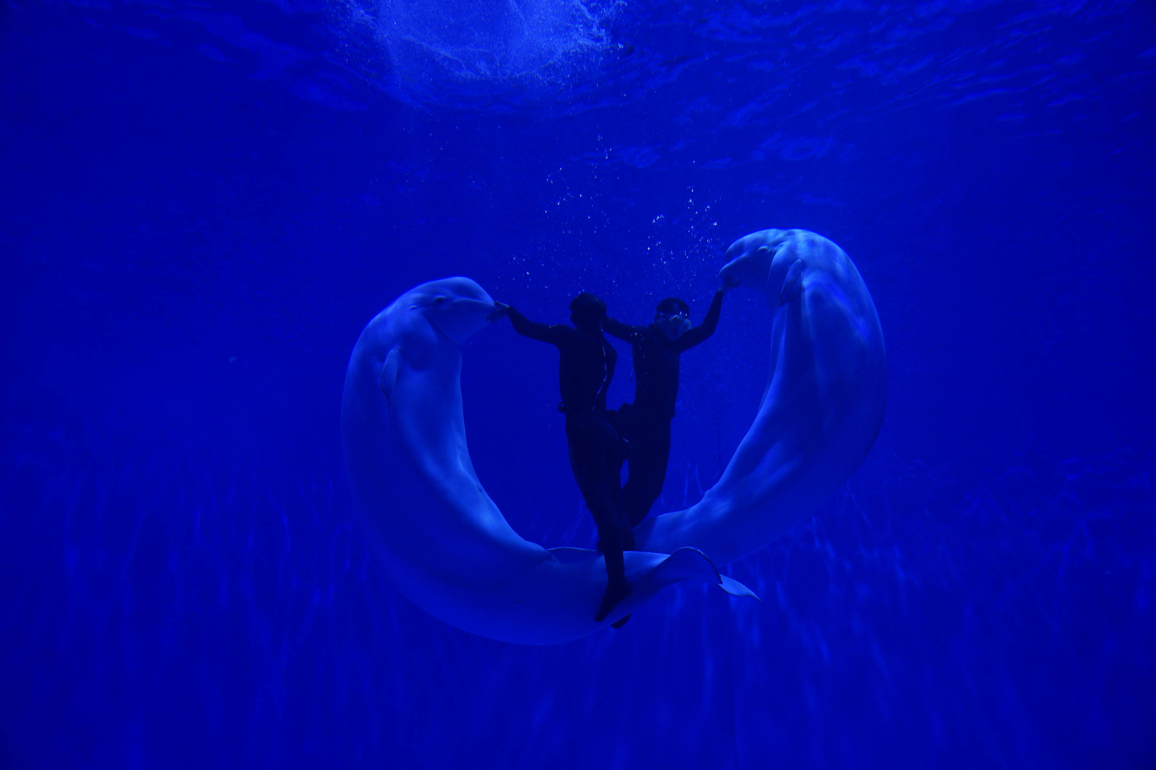 两只海豚高高跃起,为现场游客送上新春祝福.新华社记者陈杰摄