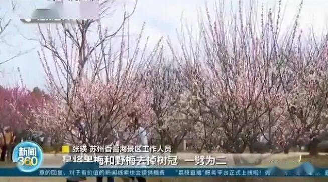 梅楚卡人口