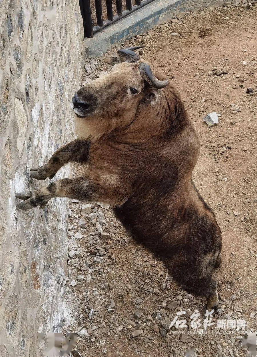 什么气冲天的成语动物_成语故事图片(2)