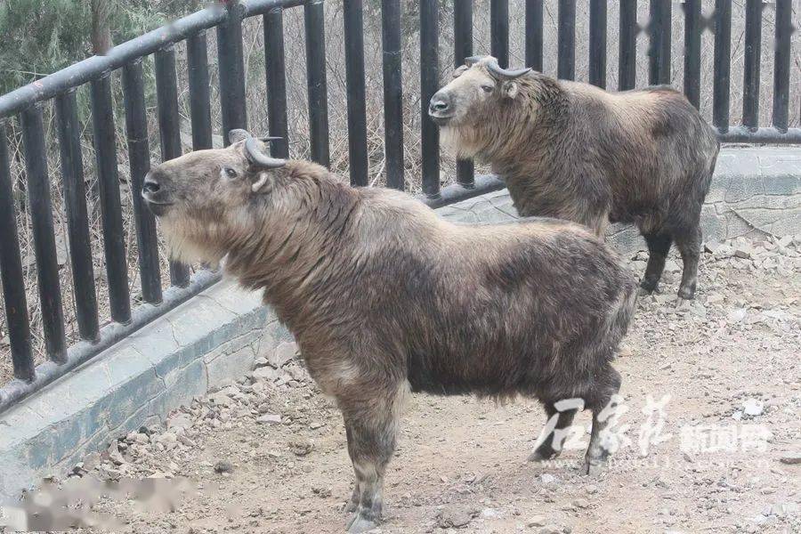 什么气冲天的成语动物_成语故事图片(2)