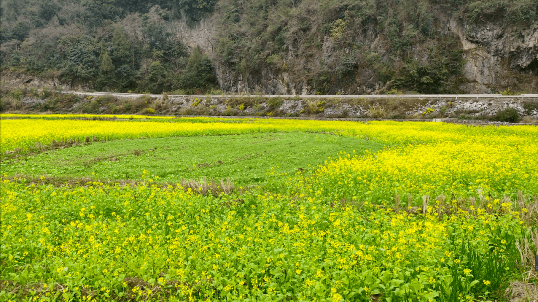 早春好景赏起来乐业天暖群花开闲踏丽春来