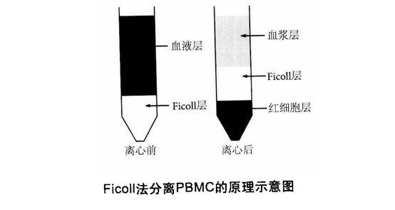ficoll液,最下层为红细胞,注意此时要轻拿轻放,切勿将分层的液体重新