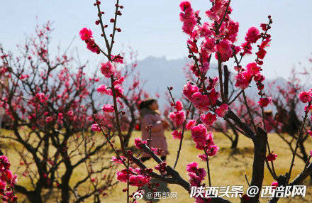 终南山下三千株梅花盛开 赏花者纷至沓来