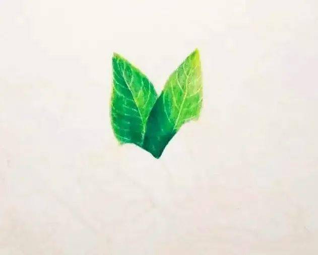 彩铅教程 | 坚果之口齿生香的核桃 绘画步骤