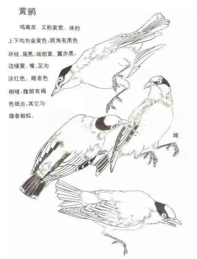 国画教程黄鹂鸟的画法