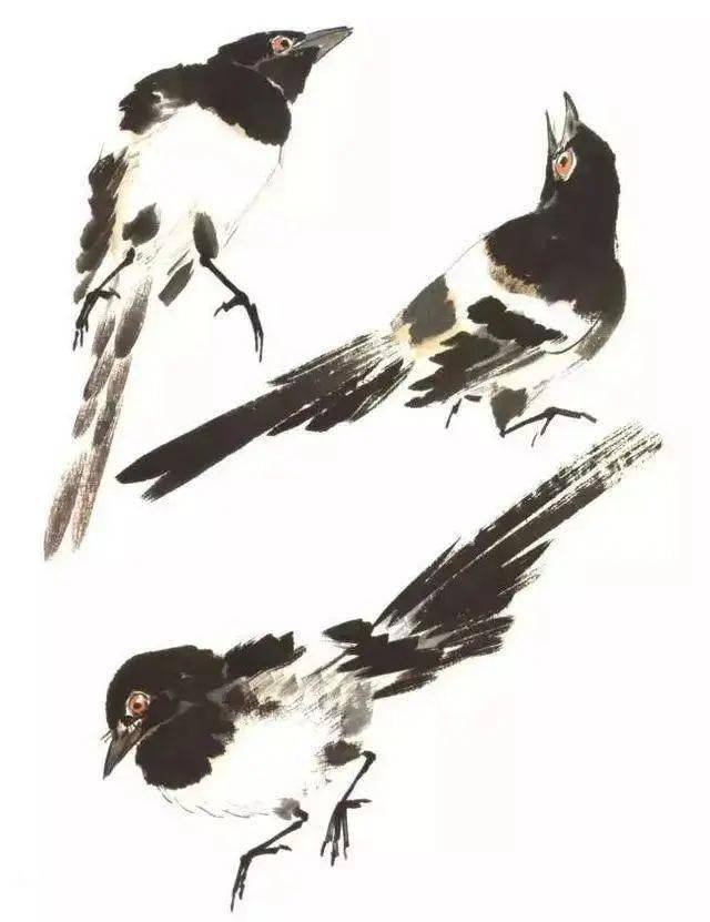 国画各种鸟姿图片