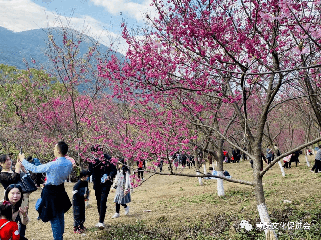 闽中古刹樱花盛开灵石山赏樱成新春游玩好去处