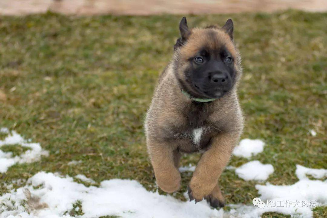 狗狗怎么看年龄多大 c4d01ef3bb82417a93b9b52c740c6bdc.jpeg