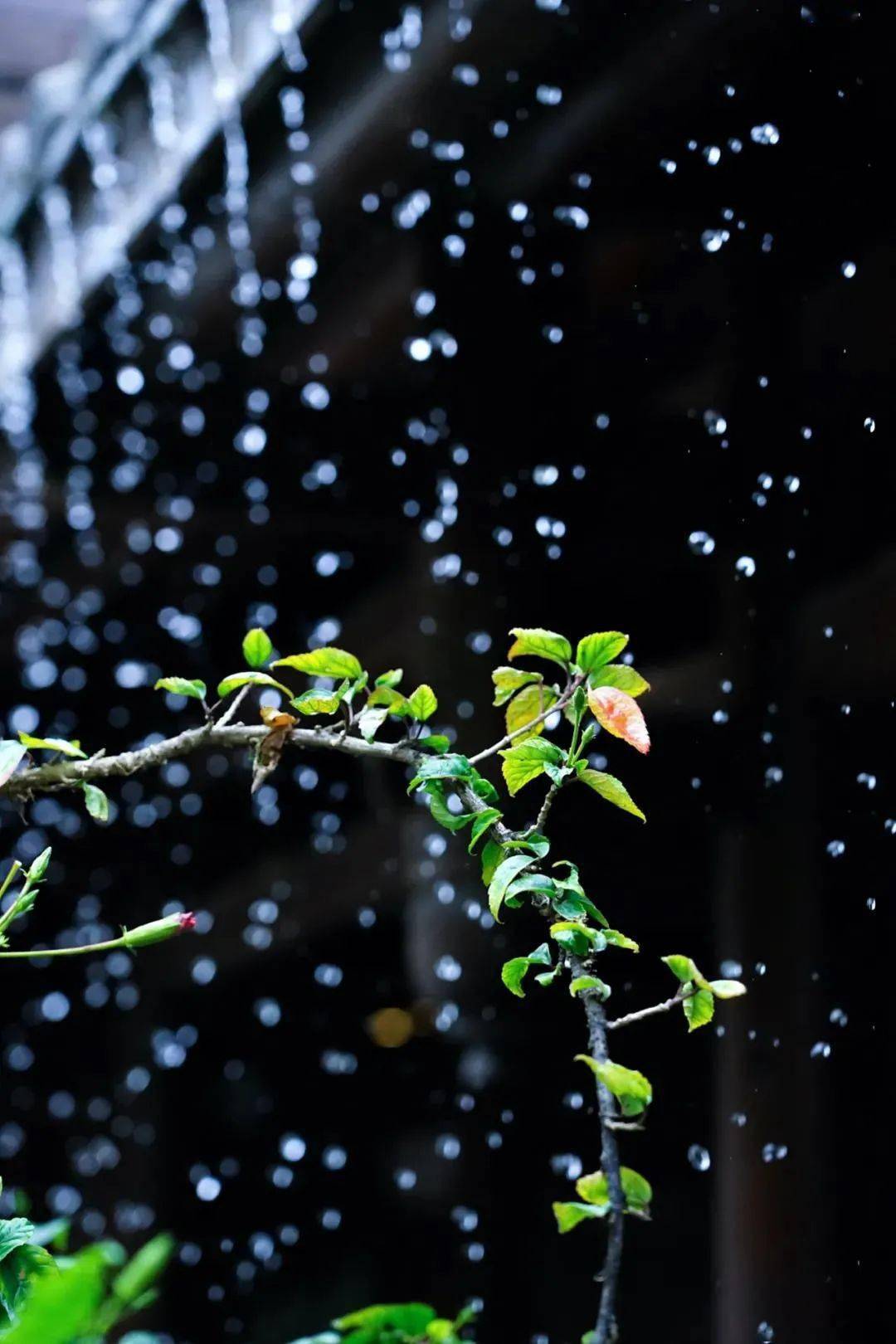 今日雨水 好雨知时节,当春乃发生