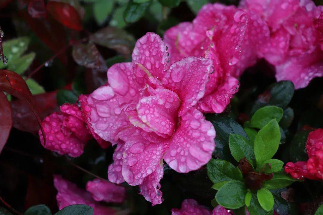 雨景在送上幾首應景的詩歌一起紀念雨水節氣春雨後唐-孟郊昨夜一霎雨