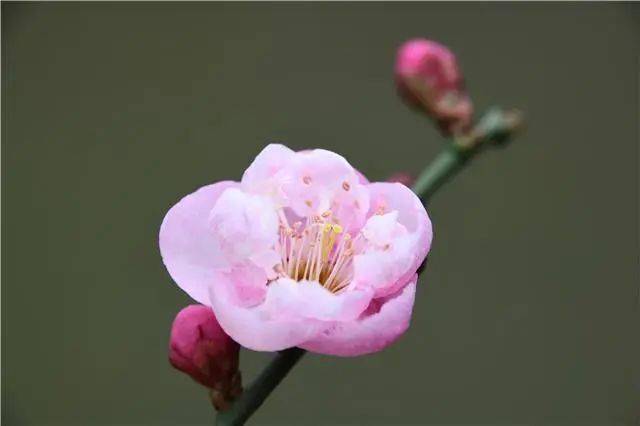 百里杜鹃梅开眼笑迎春归