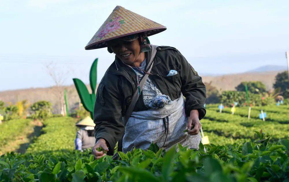 每一张都值得收藏,新华社记者镜头下的白沙茶农忙采茶