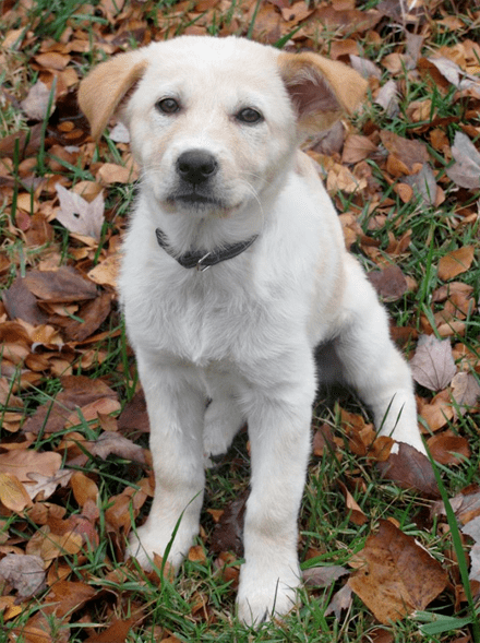 10年前,罗宾结婚的时候  抱了一只混血的拉布拉多丝凯乐回来  这些年