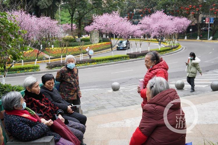 春到山城丨渝中一号桥这里的桃花带美翻了！