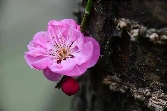 百里杜鹃梅开眼笑迎春归