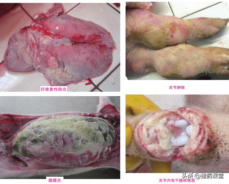 禁抗养殖背景下,这种猪出生就自带的菌病要怎么防治?