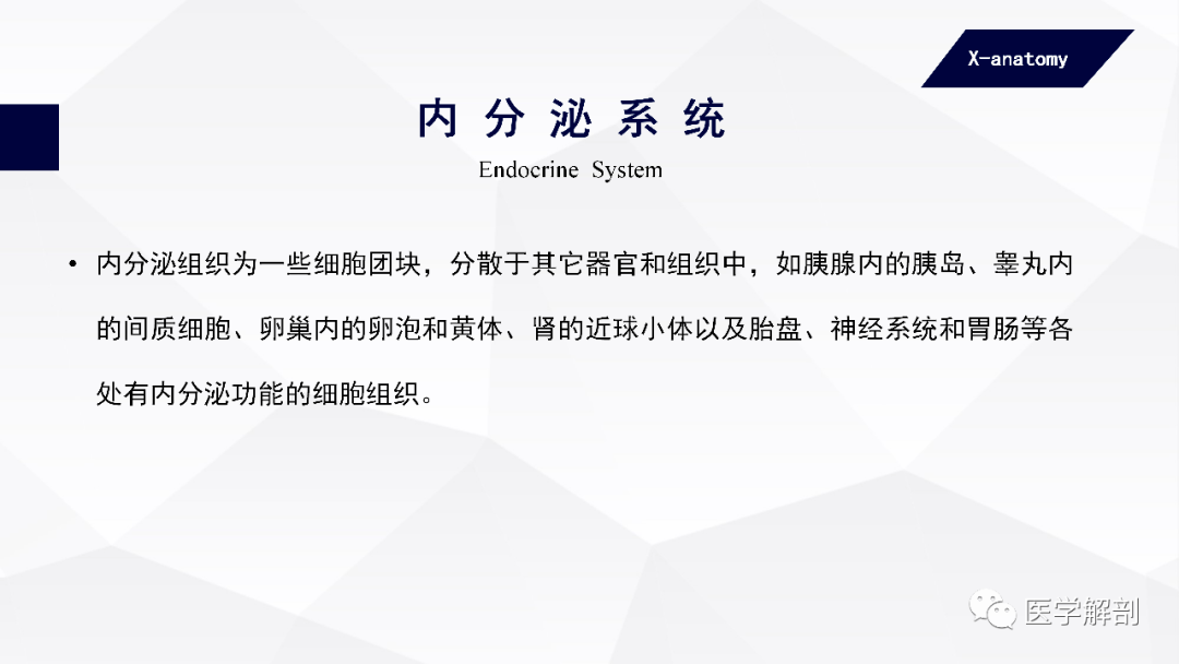 人体解剖学人体基本结构内分泌系统