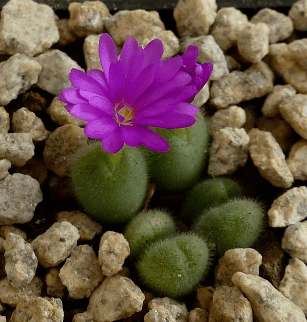 欣赏毛肉锥毛球种类合集