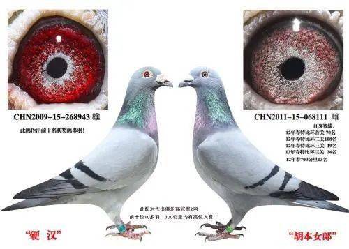 四种黄金配对方法你还没试过吗