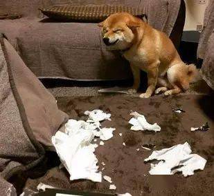 主人外出回家，柴犬突然沖他邪魅一笑，於是他順著狗低頭一看..... 萌趣萌寵 第3张