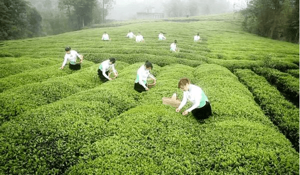 自贡村人口_自贡引水村