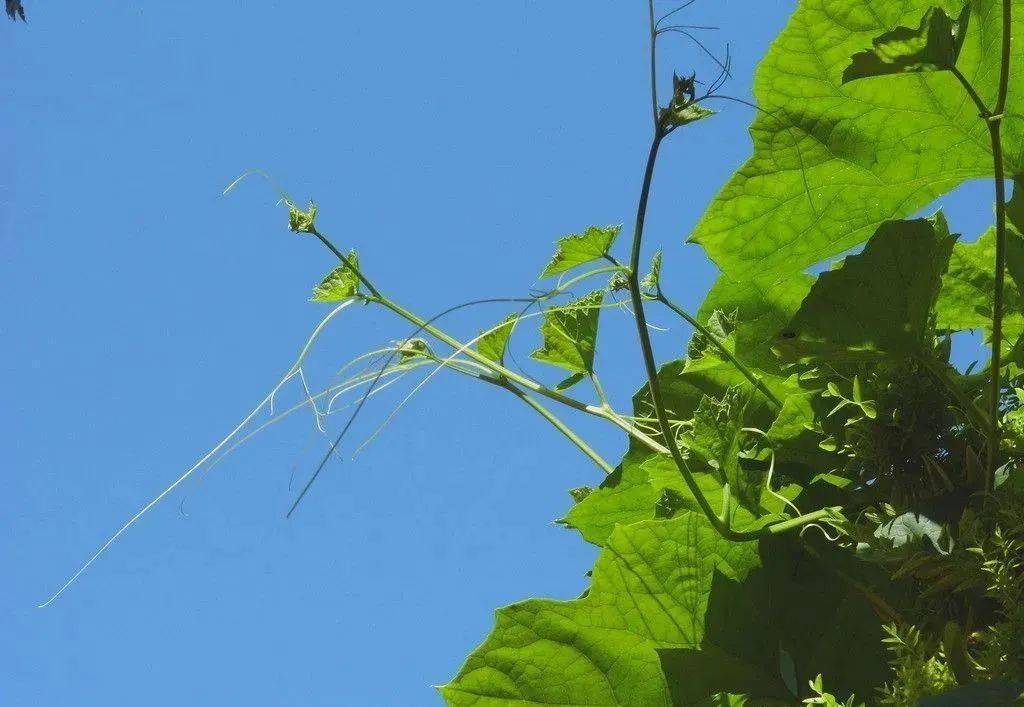 向阳风物系列丝瓜藤下一处清凉诗意