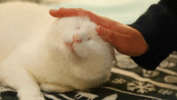 600_338gif 动态图 动图