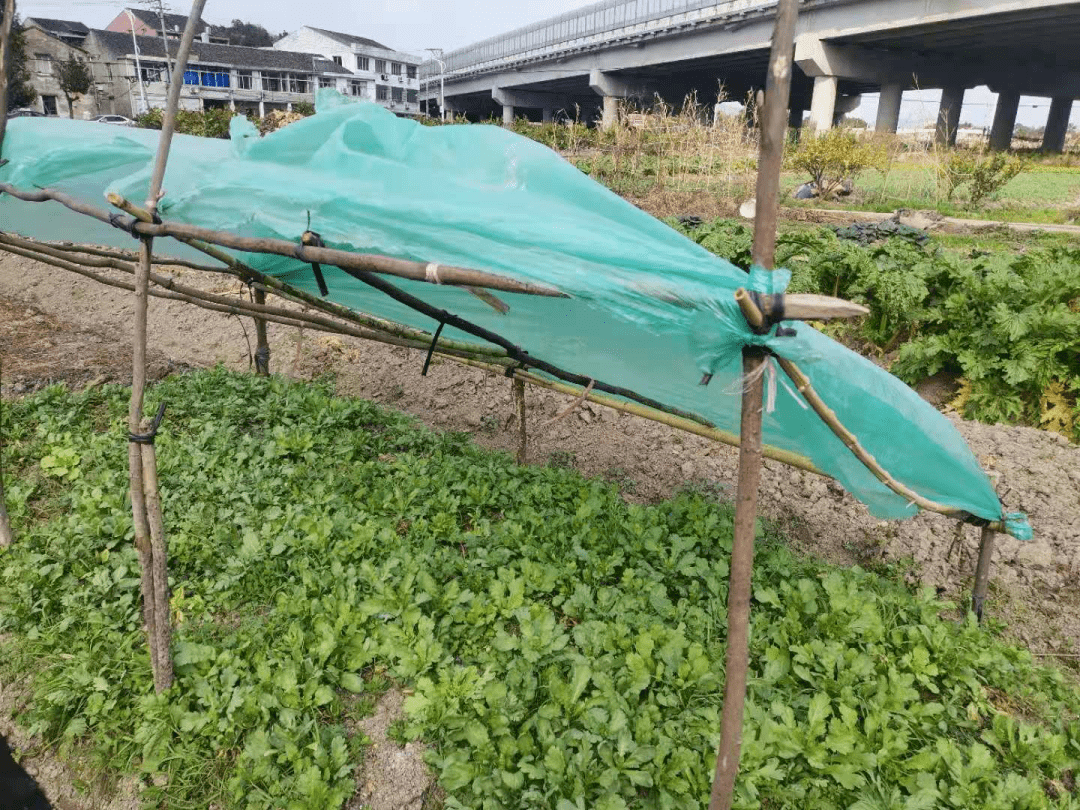 瞿溪镇gdp_瓯海瞿溪镇“二月初一”集市实行道路交通管制