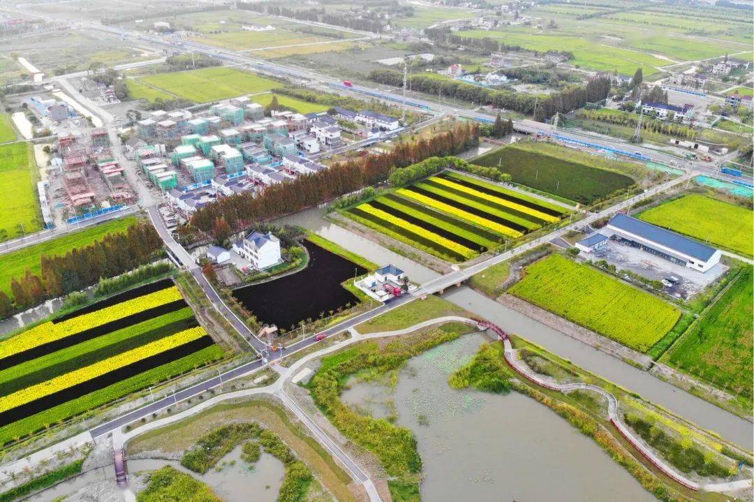 "奉贤区金汇镇新强村村民谢龙根,对家乡以前的面貌评价不高.