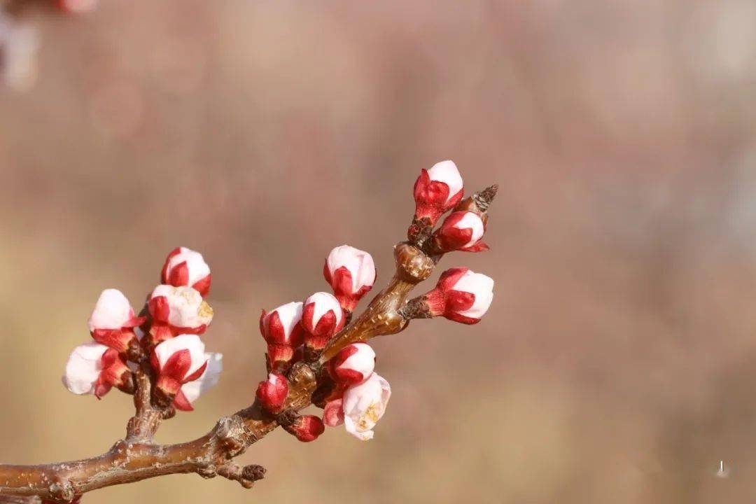 花枝什么颤成语_花枝鼠(3)