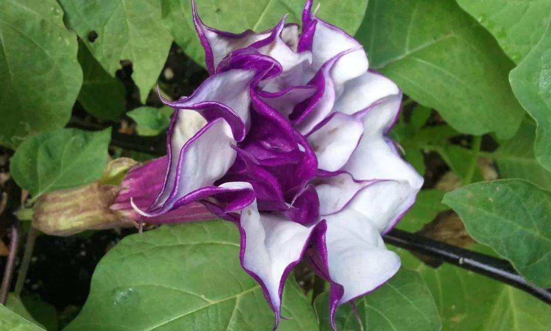 【帮转-姑娘们真好看啊】全国首个少女迷幻电子音乐派对——曼陀罗