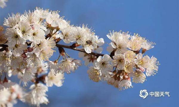 樱桃花提前盛开 花满枝头春意盎然