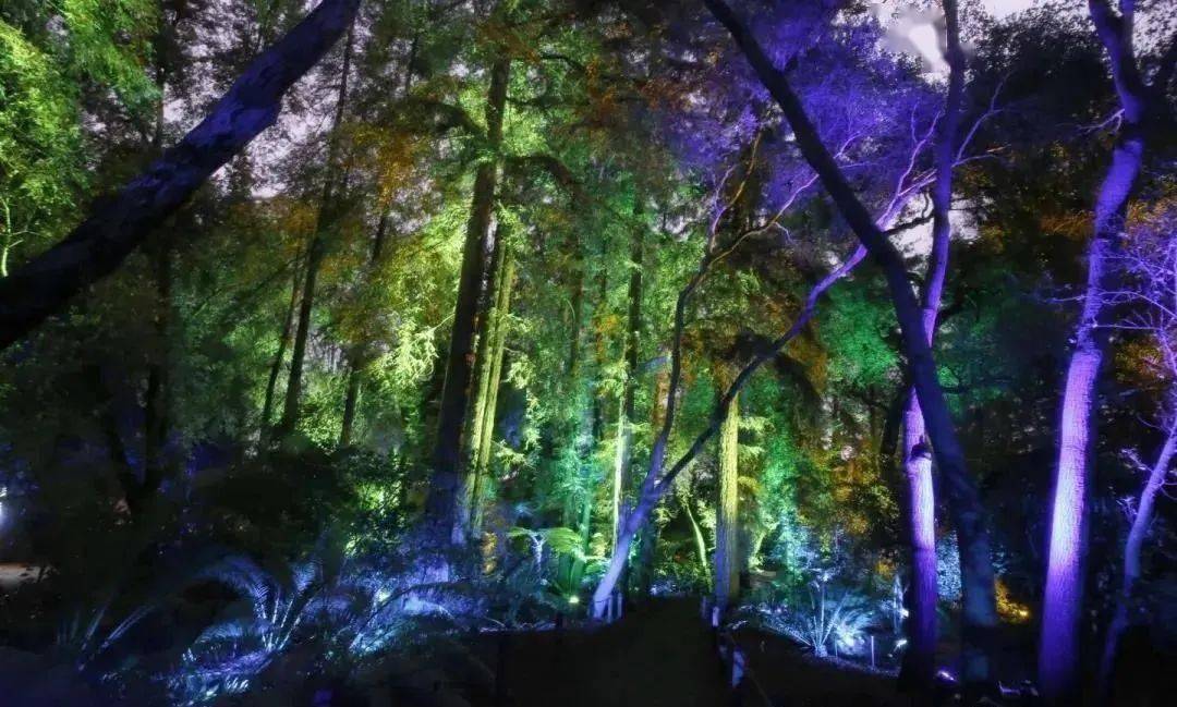 世界最美妙的公园夜游沉浸式体验_森林