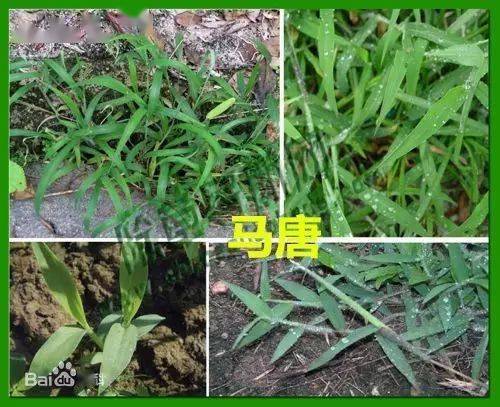 春季除草须先识草这些田间杂草你认识多少看图对照