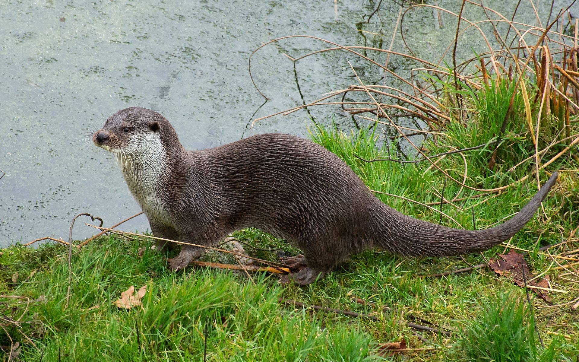 物候记·雨水|小雨润如酥_水獭