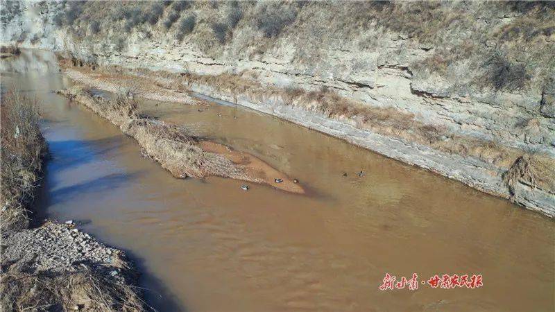 保护生物多样性灵台生态达溪河野鸭成群灰鹭定居