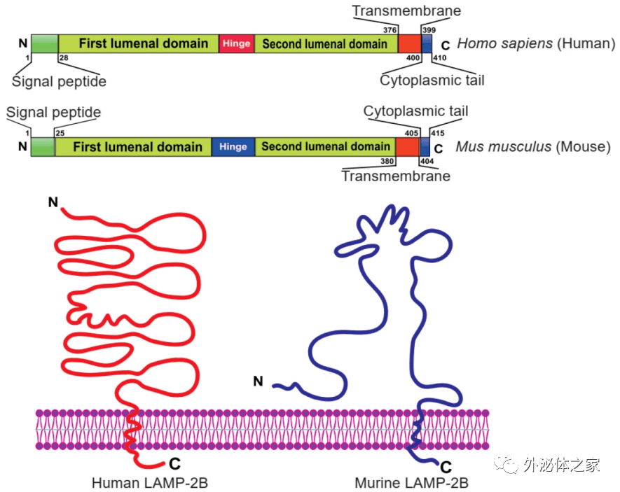 theranostics 工程化外泌体用于药物靶向递送