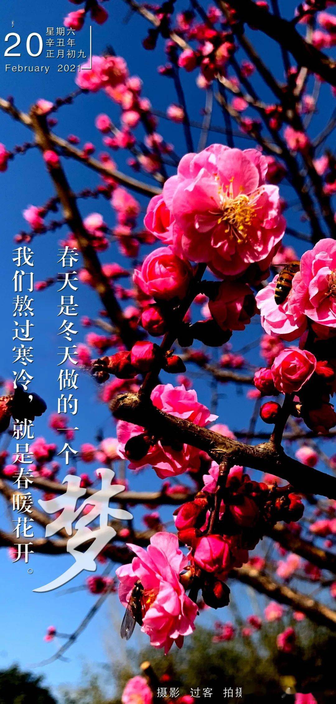 晚安海报春天是冬天做的一个梦我们熬过寒冷就是春暖花开晚安