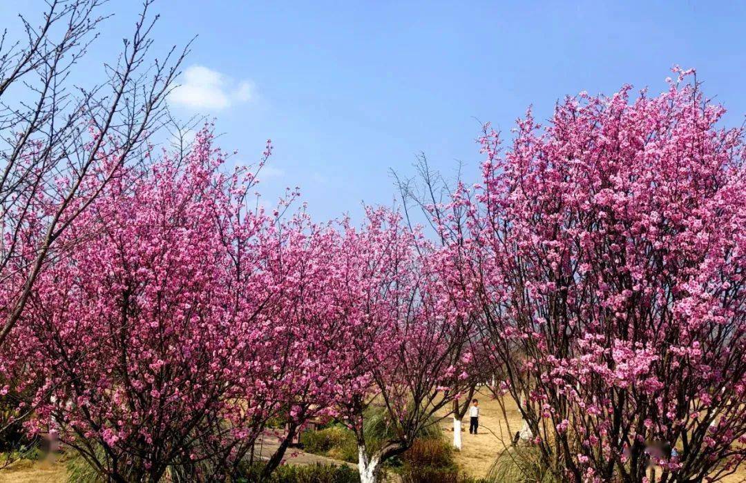 为了你我们等了一年眉山樱花博览园迎来灿烂花期快约