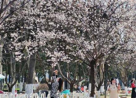 汉口江滩早樱已经盛开！武汉市民赏樱有了新去处
