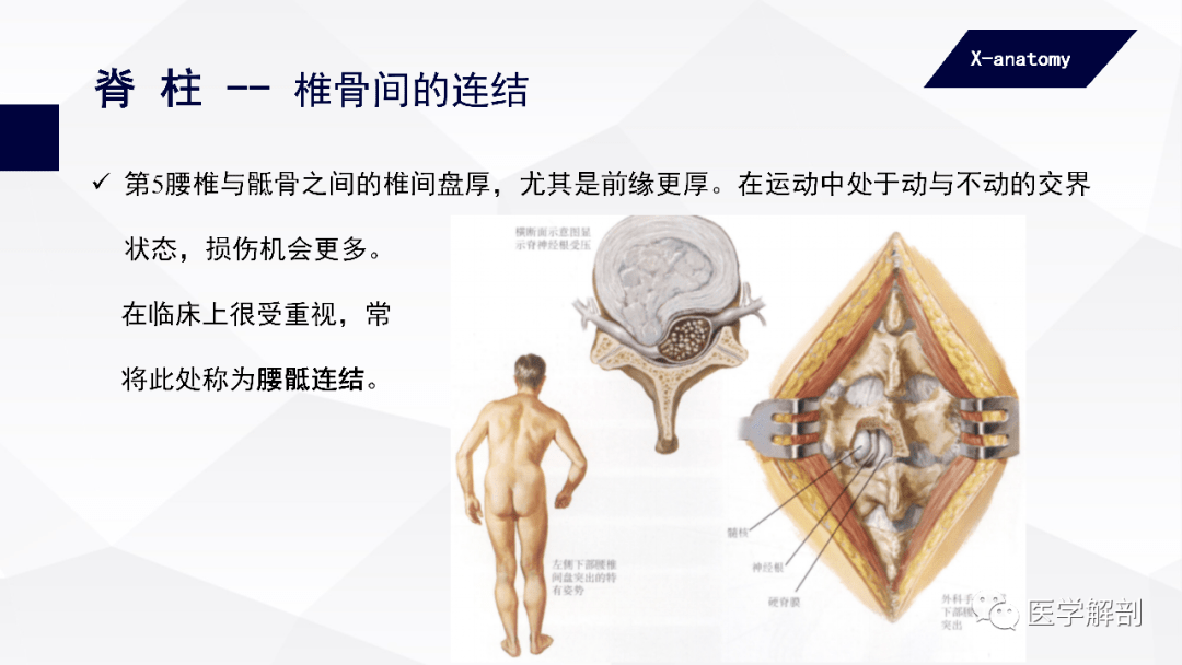 人體解剖學中軸骨及其連結軀幹骨的連結