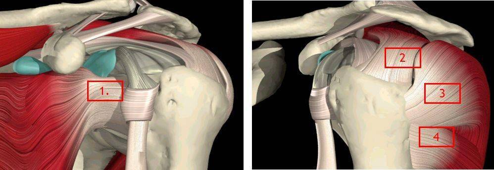 肩袖是覆盖于肩关节前,上,后方之冈上肌,冈下肌,小圆肌,肩胛下肌等