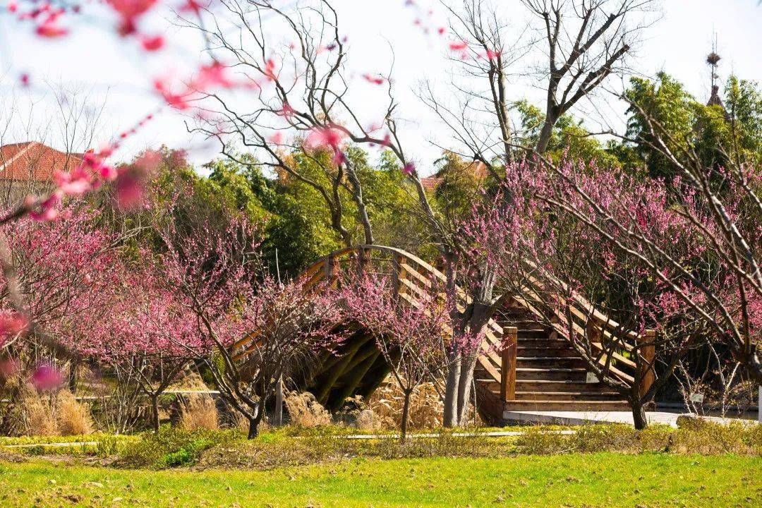 走去南梅村赏梅