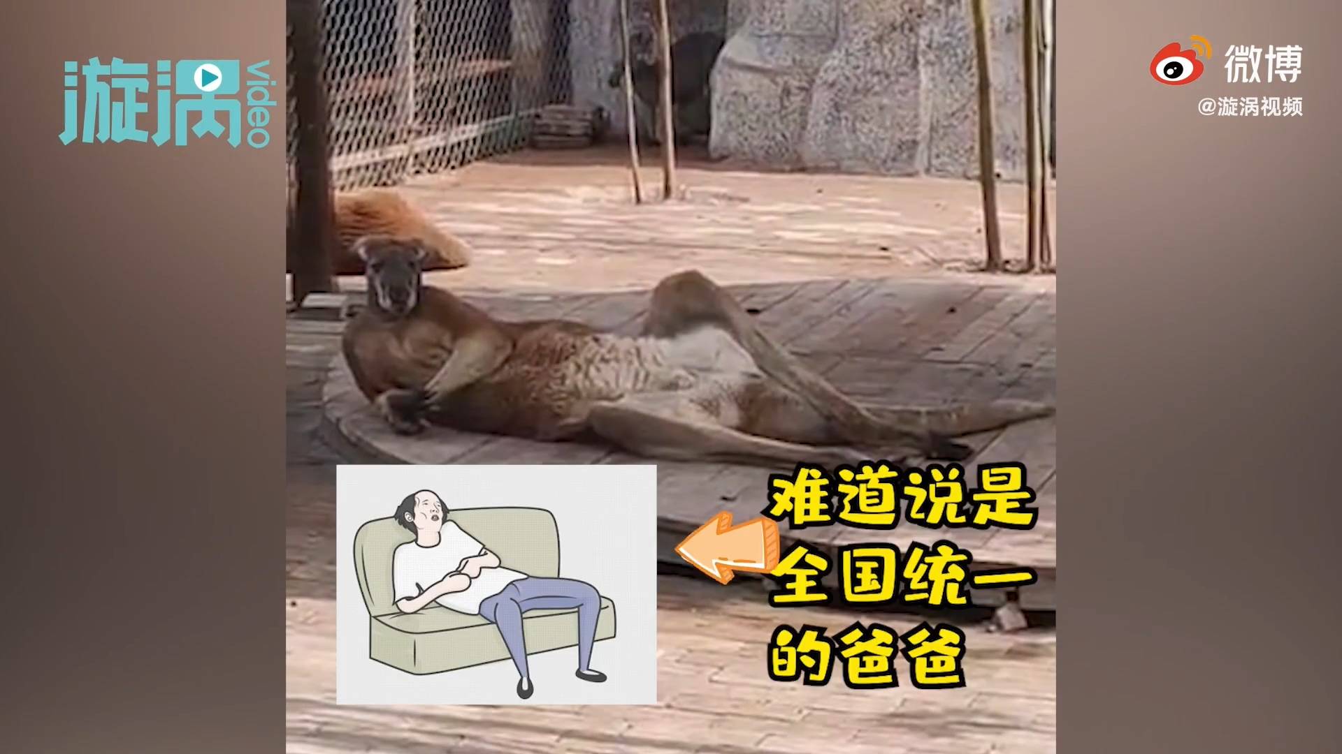袋鼠葛优瘫引游客围观,小朋友:看它像不像爸爸在床上的样子