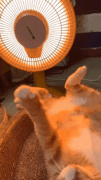 无情揭露某些猫最爱烤它的臭脚场面酸爽不忍直视