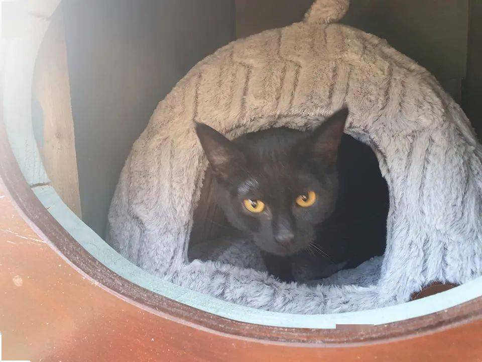 不喜欢猫的男友 花一年时间建巨型游乐场 只为逗猫开心 女友 对猫比对我好 渣男 Derek