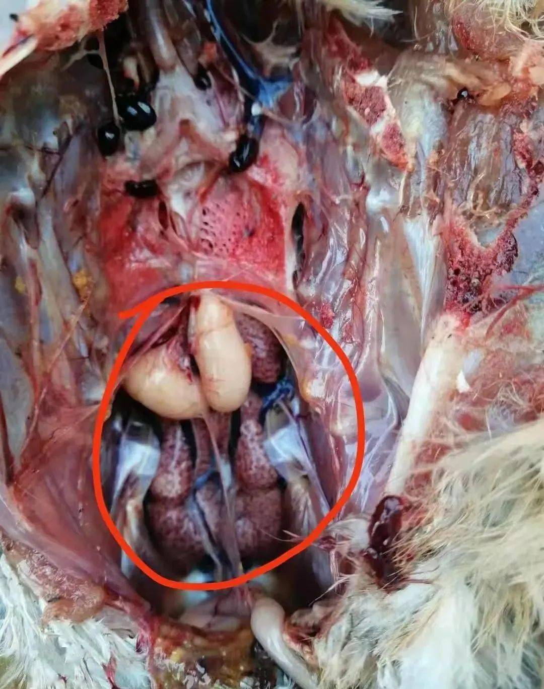 寄生虫:球虫,鸡住白细胞原虫等均能损害肾脏,引起肾功能不全,影响尿酸